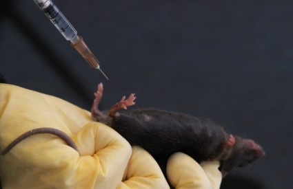 Anti-kokainsko cjepivo djeluje na miševima, no hoće li isto biti i s ljudima?