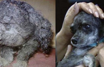 Pas Ripley zarobljen u dlakama, te nakon oslobađanja