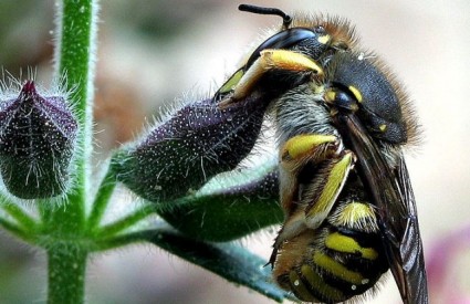 Pčele čuvaju tajnu za pobjedu nad demencijom