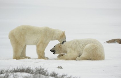 Polarni medvjedi će na Islandu imati privremeno utočište