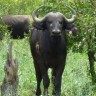 Afrički bizon