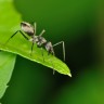 Mravi mogu nanjušiti potres