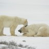 Island postaje privremeno utočište polarnim medvjedima