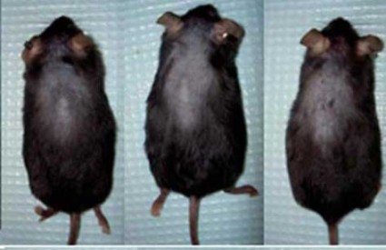 Pokus na miševima otkrio lijek?