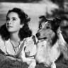 Glumica se proslavila ulogom u filmu Lassie