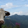 Odbjeglu kravu traže i telepati za životinje