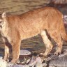 Puma kao vrsta potpuno nestala s istoka SAD-a
