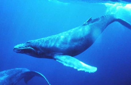 Grbavi kit, najbolji morski trubadur