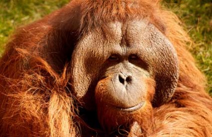 Molly, orangutanica koja slika