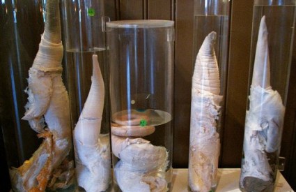 Penisi izloženi u islandskom falološkom muzeju