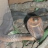Pronađena odbjegla egipatska kobra iz zoo-a iz Bronxa