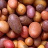Pire krumpir na 10 novih načina