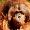 Umrla Molly, najstarija orangutanica u ZOO-u