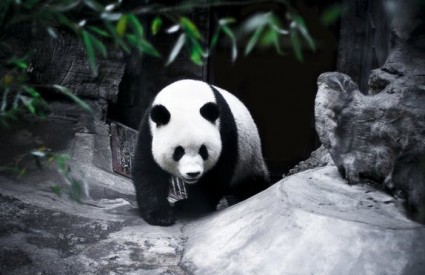 Jedino su pande mirno grickale svoj bambus
