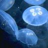 Sjeverni Jadran okupirale meduze