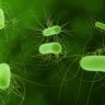 Prva žrtva E. coli u Francuskoj