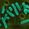 E. coli usmrtila prvo dijete