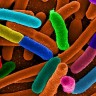 E. coli u Francuskoj, zaraženo petero djece