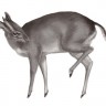 Duiker, zapadnoafrička antilopa