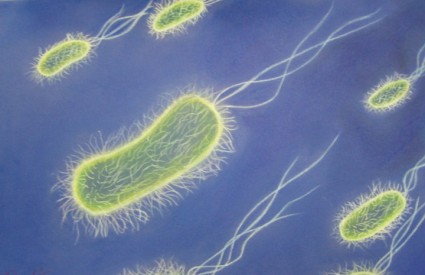 E.Coli E.Coli
