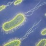 ECEH: Tajna bakterije E.Coli još uvijek nepoznata