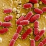 EHEC: simptomi enterohemoragijske infekcije E. coli