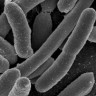 E. coli i dalje odnosi živote