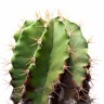 Pustinjski kaktus spašava od jednokratne plastike