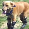 Prvi pas na svijetu sa bioničkim šapama