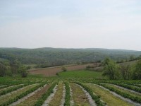 Moslavačka gora kod Vrtlinske