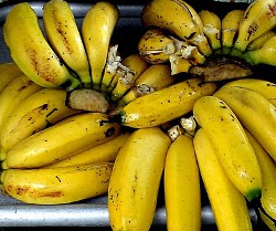 Gros Michel banane