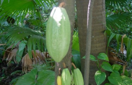 Theobroma - stablo kakaovca s plodom