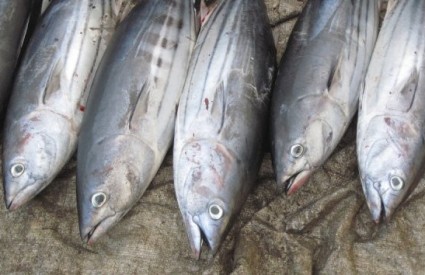 Tuna je prepuna omega-3 masnih kiselina