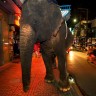 Dvije slonice lutale Hanoverom dok ih nije privela policija