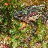 Istraživači pronašli žabu duginih boja koja se smatrala izumrlom