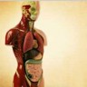 Imenovan novi organ u ljudskom tijelu