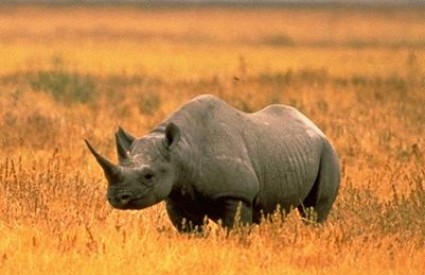 Crni nosorozi su ugroženi