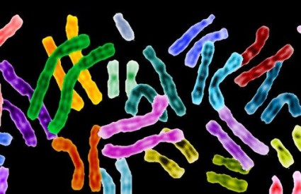 Oštećenja Y kromosoma skraćuju život