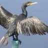 Slavonski lovci traže ukidanje zaštite kormorana jer pojedu previše ribe