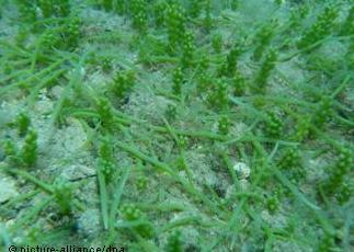 Caulerpa taxifolia