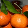 Trodnevna dijeta s narančama