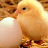 Poziv na drukčiji Uskrs – bez jaja i šunke
