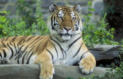 Sibirski tigar, wikipedia