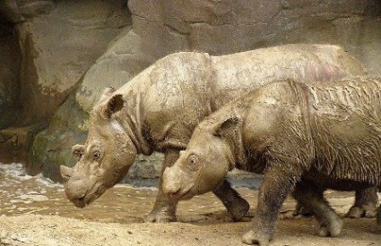 Sumatranski nosorog, wikipedia