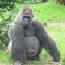 gorila_wikipedia.jpg