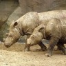Sumatranski nosorog izumro u Maleziji