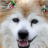 Japance rastužila vijest o smrti najstarijeg psa na svijetu