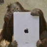Glasanje orangutana ključ podrijetla ljudske komunikacije