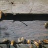 Nevjerojatni video: 30 stršljena masakrira 30.000 pčela