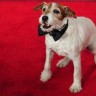 Slavni psić Uggie nominiran za dva pseća "Oscara"